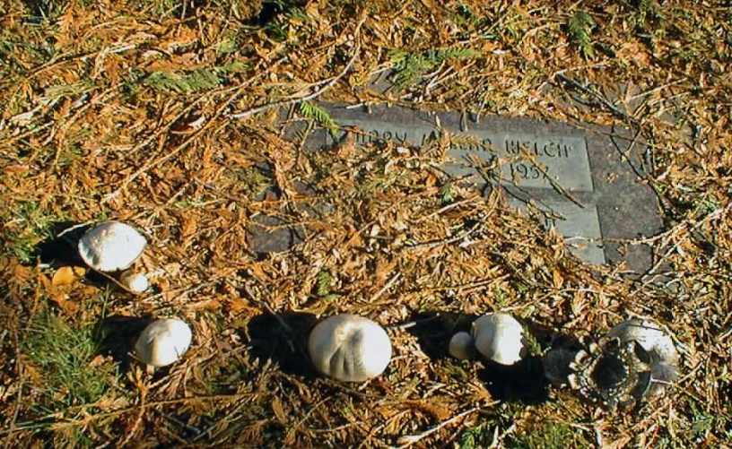 several mushrooms are on the ground next to a tombstone