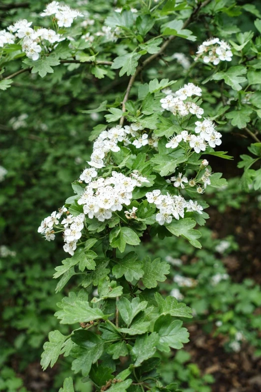 an up close image of a white flower growing in a bush