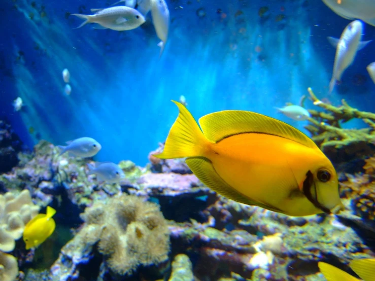 several fish swim in an aquarium looking for food