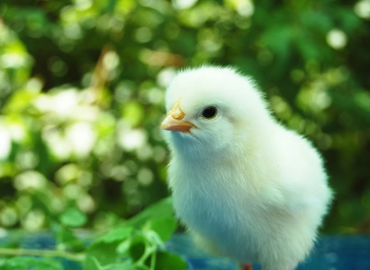 a small baby chicken is on a blue surface