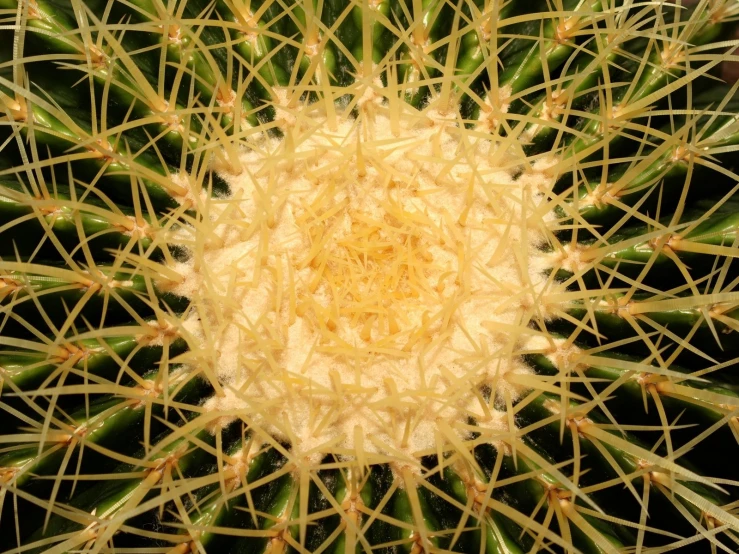 a cactus has yellow seed sprouts and is in the middle of a flower