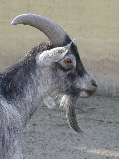 the head of an animal with long horns