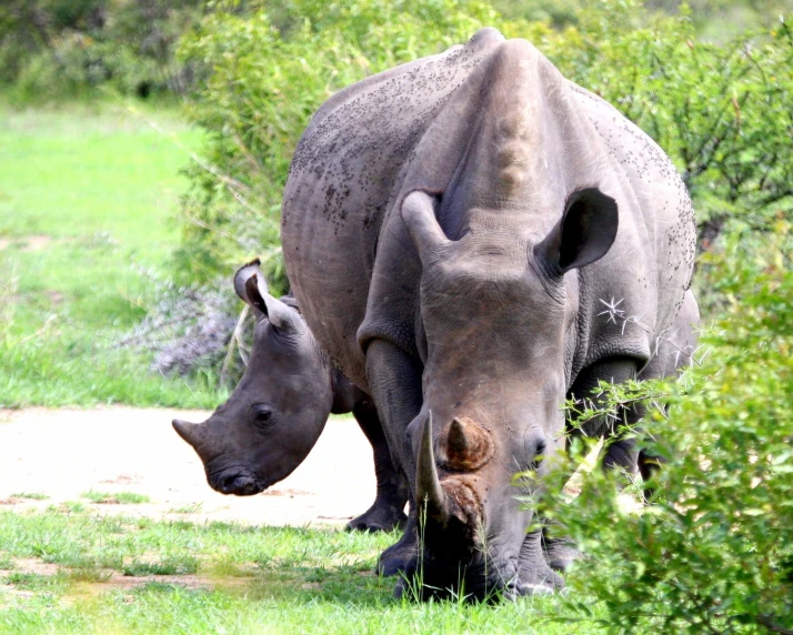 a mother and baby rhinoceros are on the road
