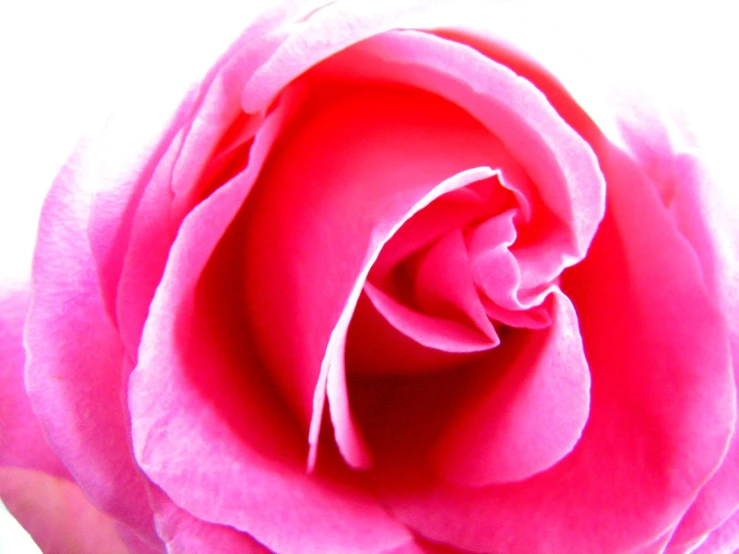 the close up view of a rose in bloom