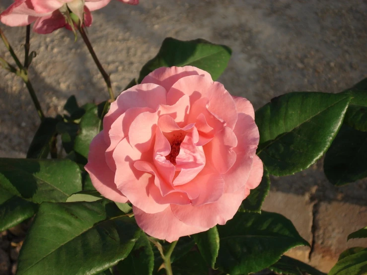 pink flower with green leaves in pot