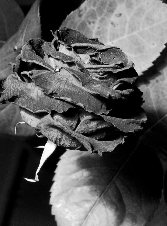 black and white po of a dying leaf