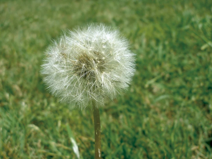 a dandelion with its seeds blowing in the wind