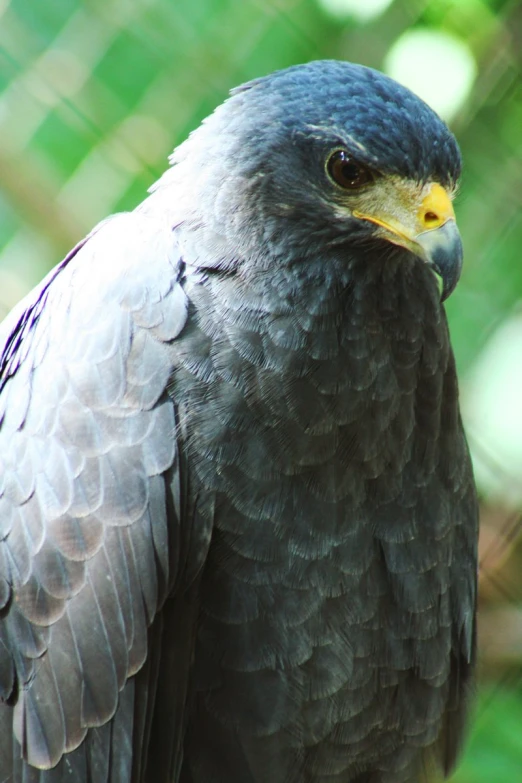 there is a large bird with yellow eyes looking towards the camera