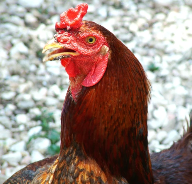 a close up image of a rooster with rocks in the background
