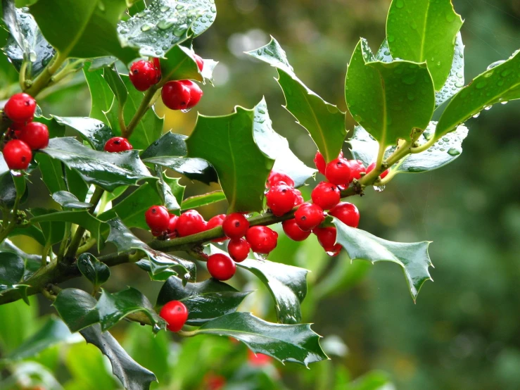 a tree with red berries and green leaves