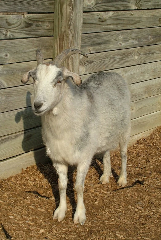 the goat is standing next to the fence