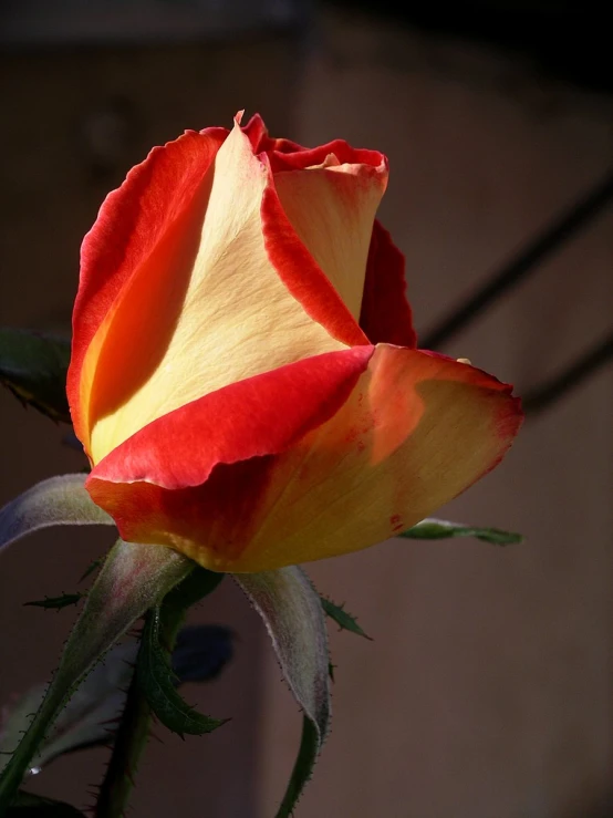 a red and yellow rose is open in the sunlight