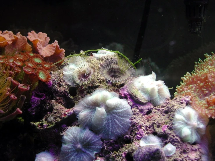 sea slugs and corals in an aquarium tank