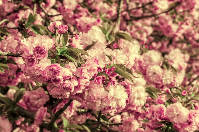 an artistic image of many pink flowers on a tree