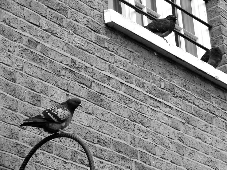 a pigeon sitting on top of a pole near a brick building