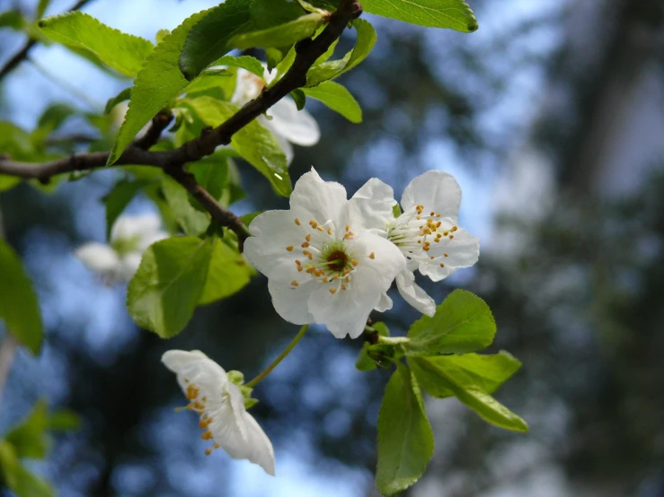 a nch of a tree with lots of white flowers on it