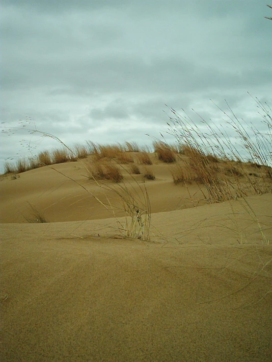 a couple of bushes and sand dune in the distance