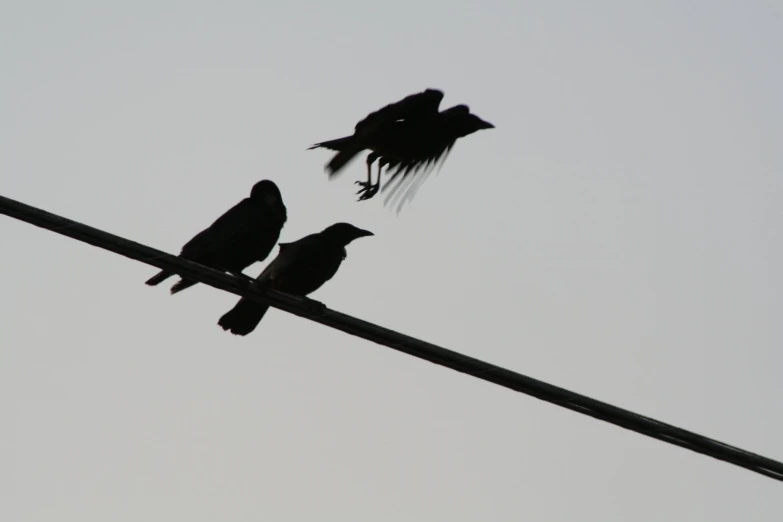 there are two birds that are standing on the electrical wire