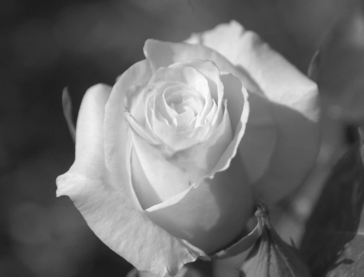 a black and white po of a rose