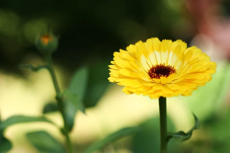 a yellow flower with some leaves in it