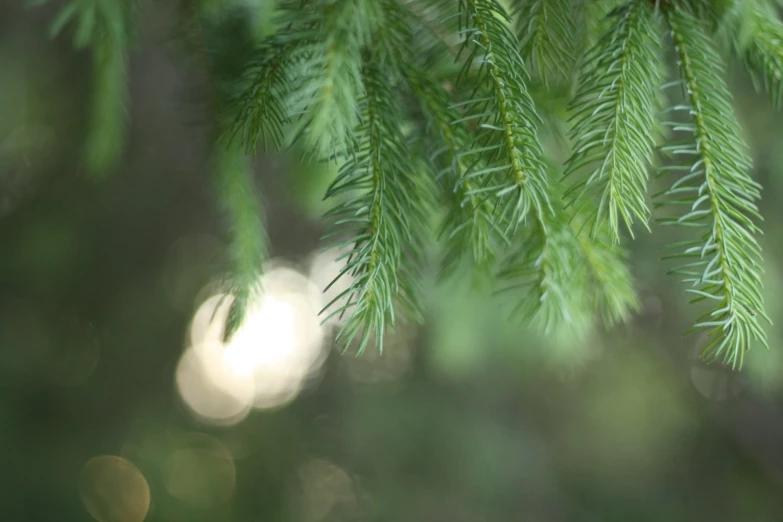 some green leaves that are hanging from the tree