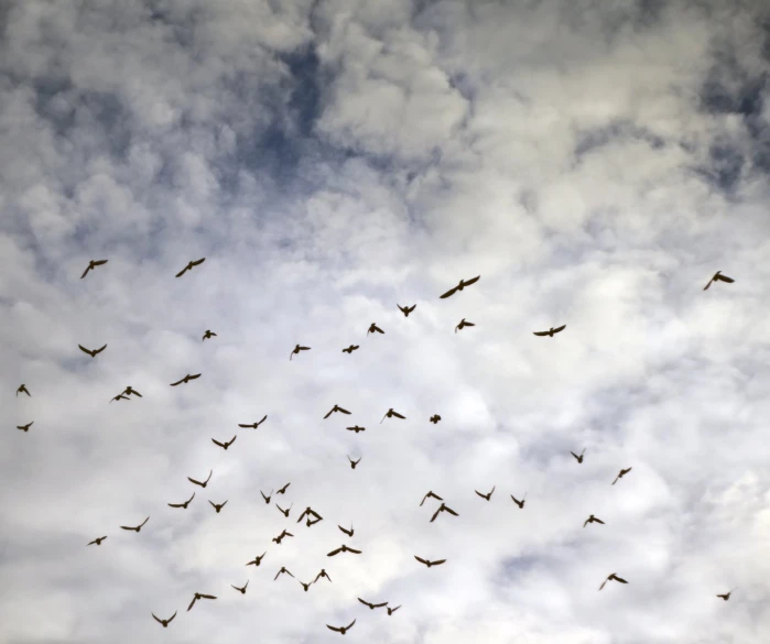 there is a flock of birds flying against the clouds