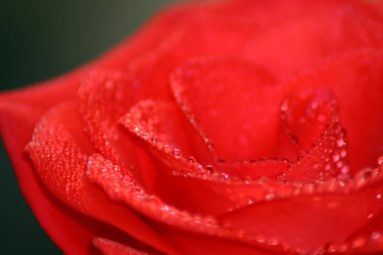 a red rose has water drops on it