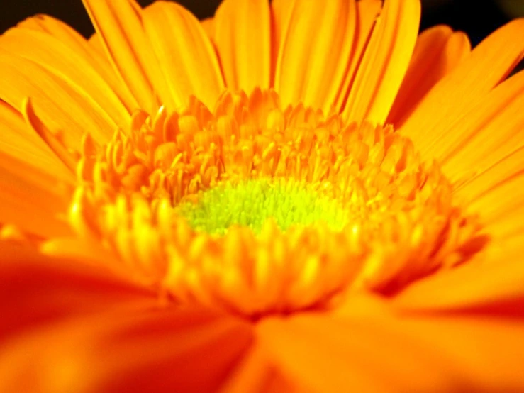 closeup of orange flower with green center and yellow stamen