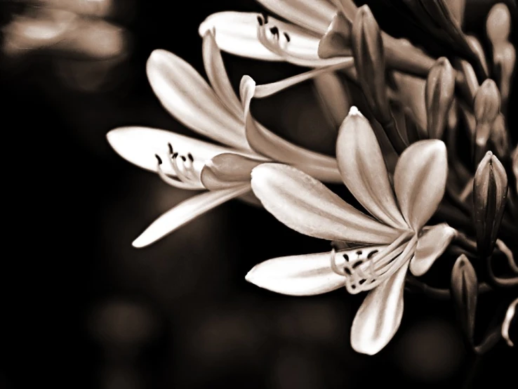 a flower in sepia and white, with a black background