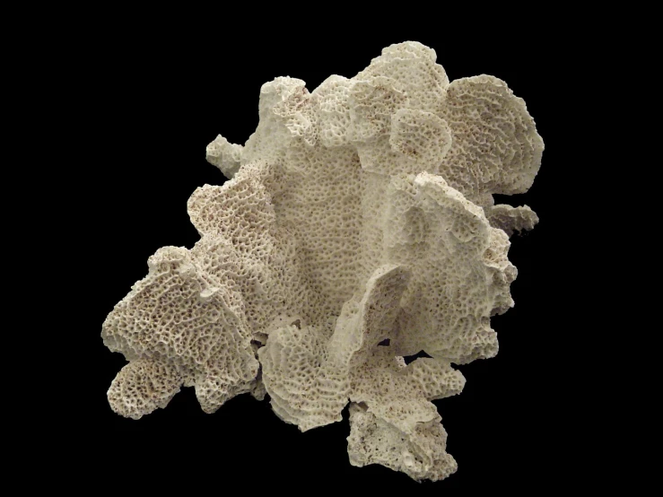 the coral with two large white ridges of coral