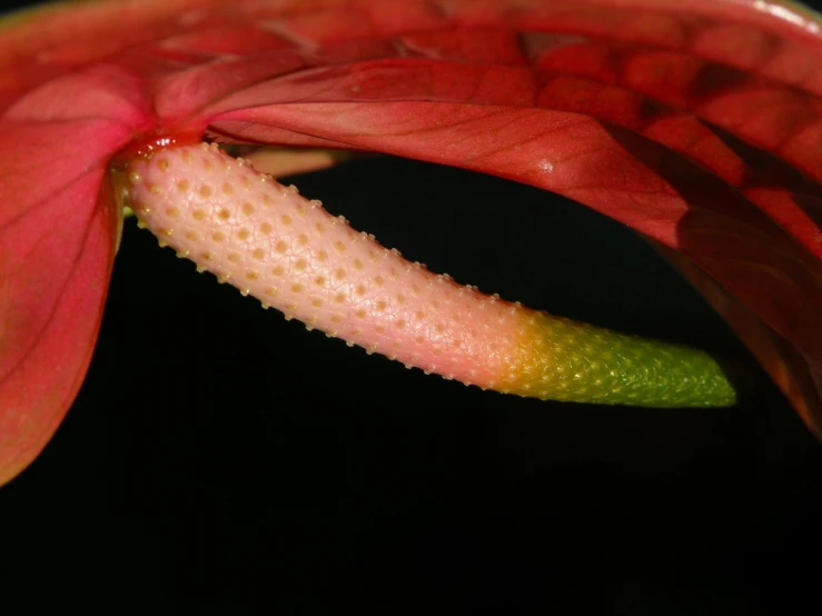 a pink flower with spots on it's petals