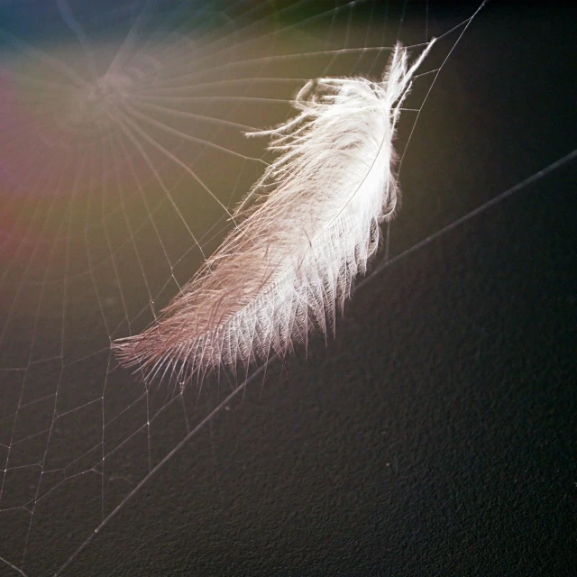 closeup view of a bird's wing and drops of dew on its surface