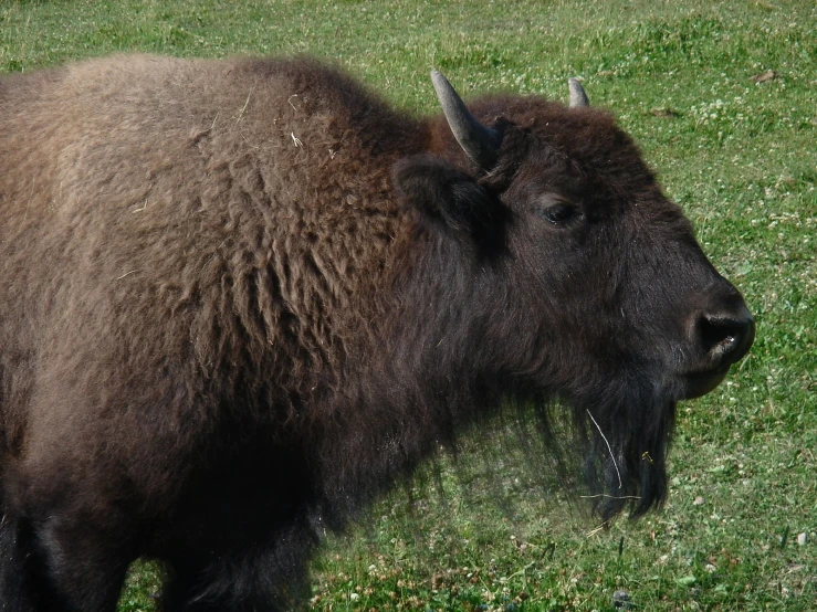 an adult bison is walking through some grass