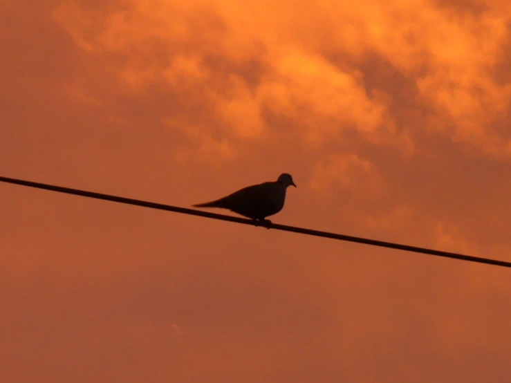 a bird sitting on the electrical wire under clouds