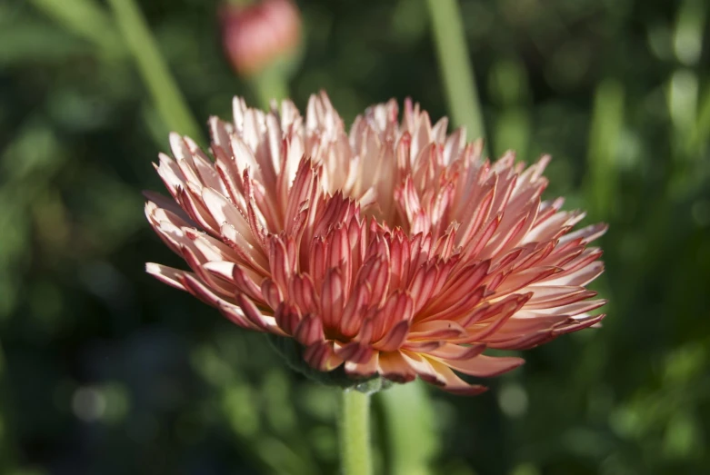 pink flower with very short petals near grass