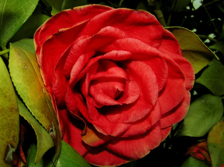 there is a large red rose that has green leaves