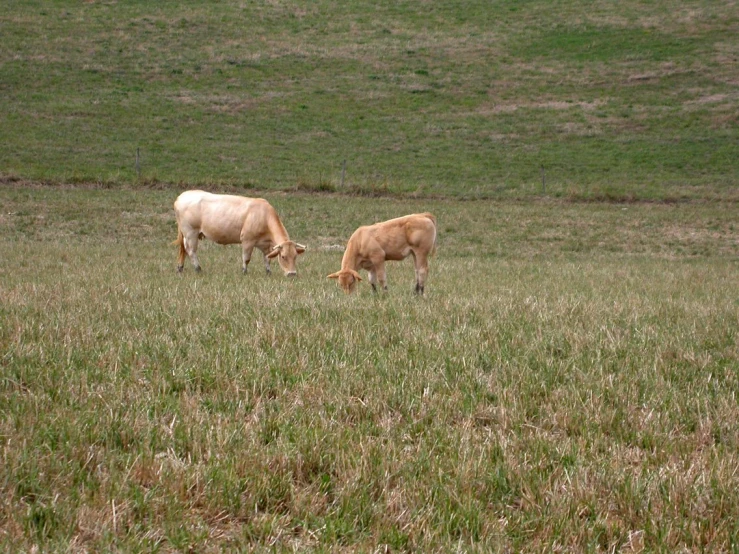 two cows are grazing in the pasture in the day