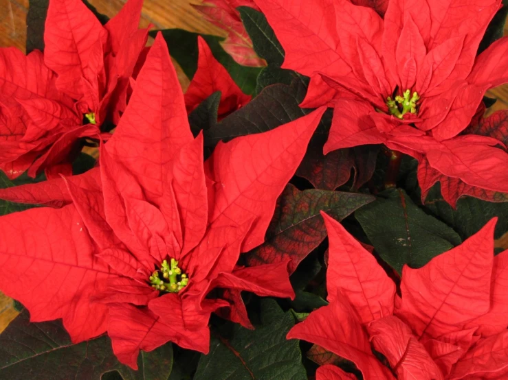 large bright red poinsettias with green leaves