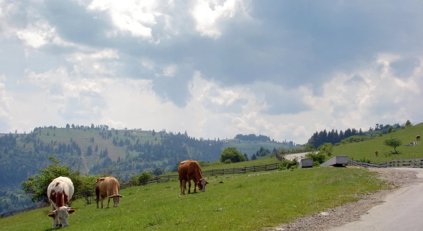 the cattle are grazing in the grassy hillside pasture