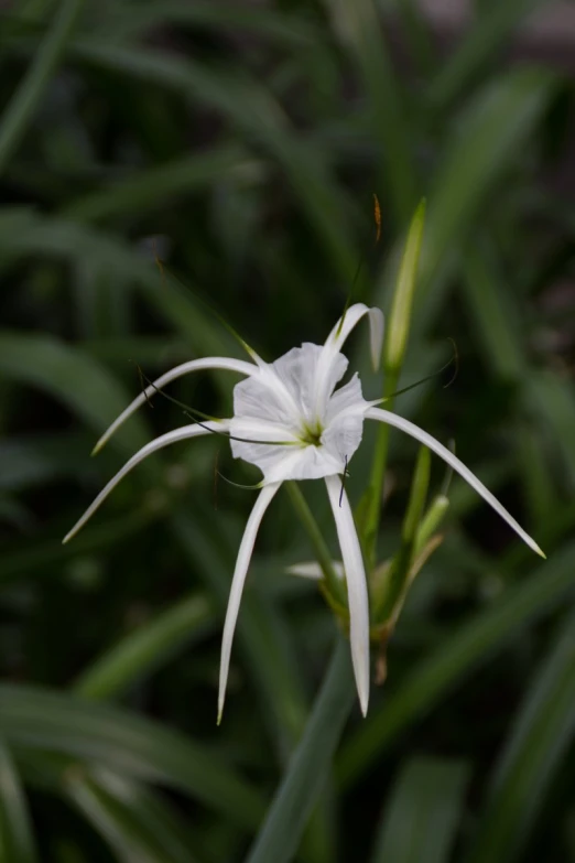 the white flower is in the tall grass