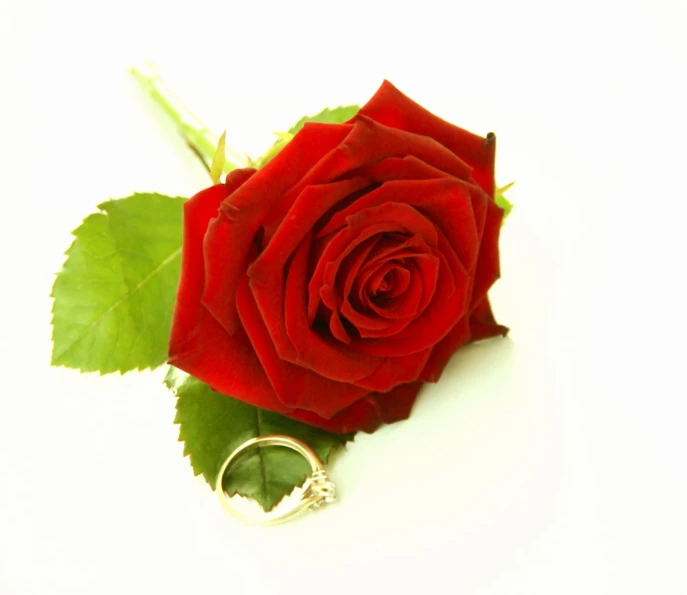 a red rose with a wedding ring sitting on it