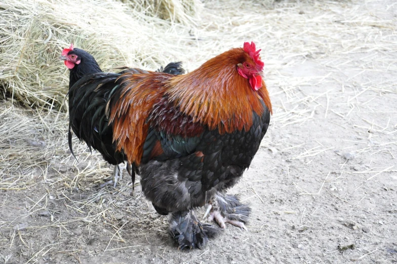 a rooster with red and black feathers and tail