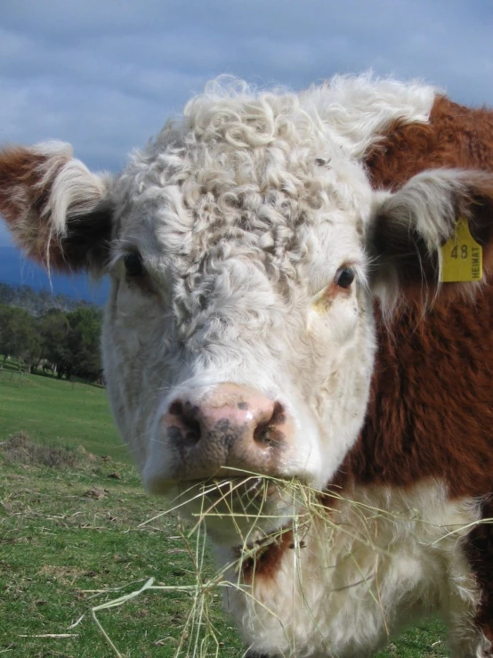 the white cow is eating hay from a stick