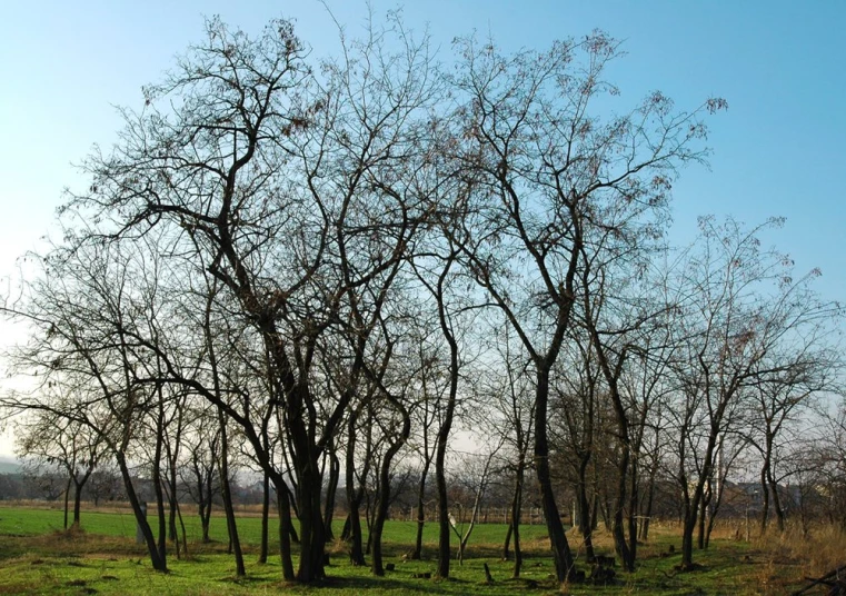 a bunch of trees in the middle of the country side