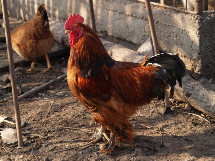 a rooster standing next to two smaller chickens