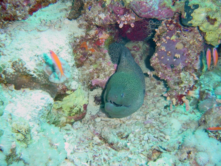 a strange looking fish sitting on a coral