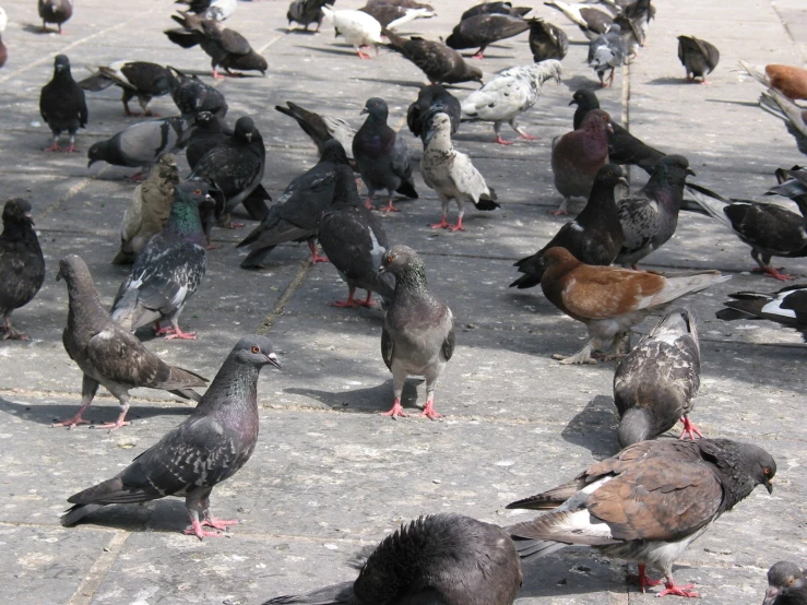 many different kinds of birds standing on concrete