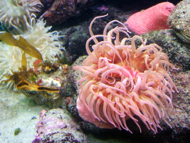 this is an underwater pograph with orange corals and coral sponges