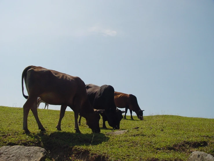 three cows graze in the green grass on a sunny day