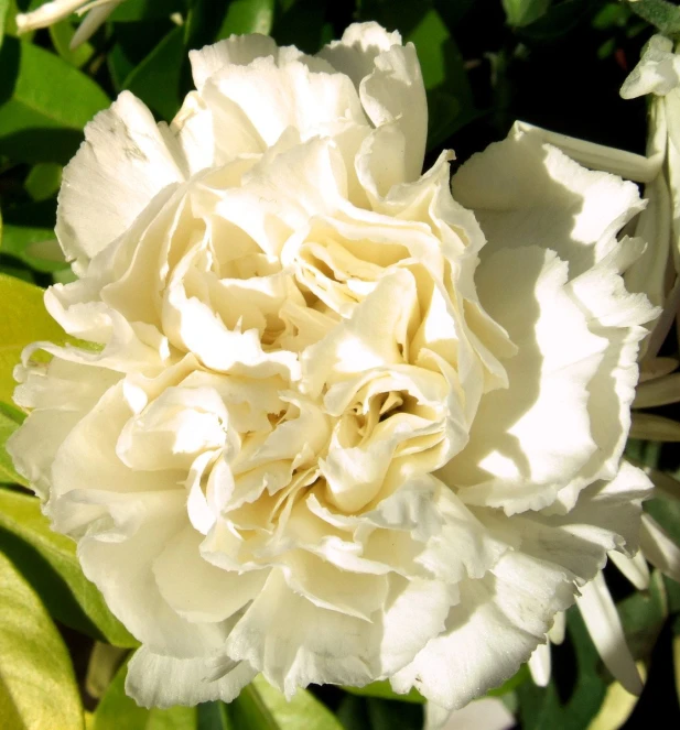 a white flower blooming in a sunny green field